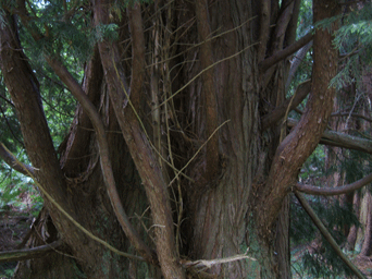 Cupressus x leylandii