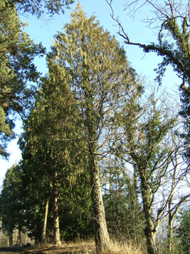 Cupressus nootkatensis