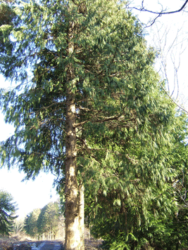 Cupressus nootkatensis
