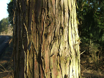 Cupressus nootkatensis
