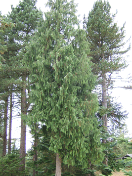 Cupressus nootkatensis