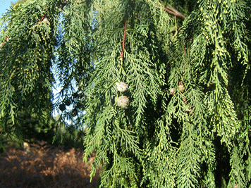 Cupressus x notabilis