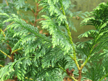 Cupressus vietnamensis