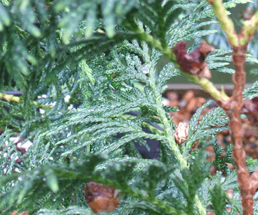 Cupressus vietnamensis