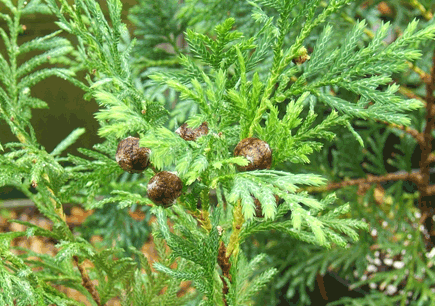 Cupressus vietnamensis