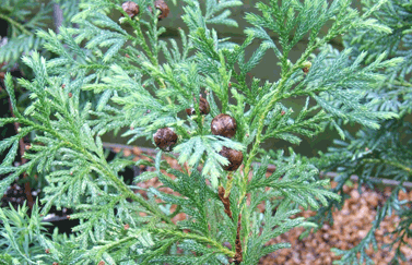 Cupressus vietnamensis