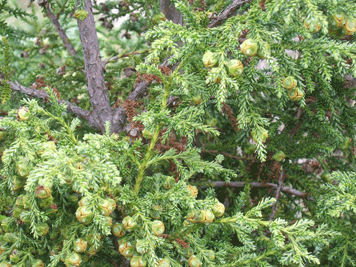 Fitzroya cupressoides