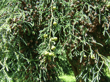 Fitzroya cupressoides