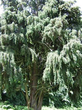 Fitzroya cupressoides