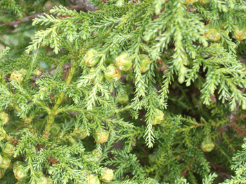 Fitzroya cupressoides