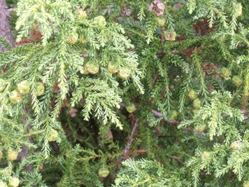 Fitzroya cupressoides