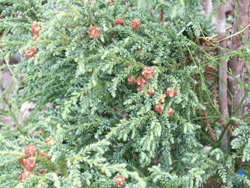 Fitzroya cupressoides