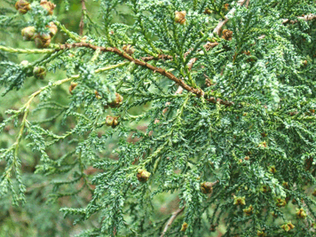 Fitzroya cupressoides