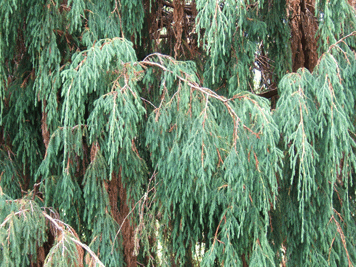 Juniperus recurva coxii