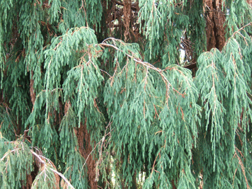 Juniperus recurva coxii