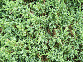Juniperus fargesii