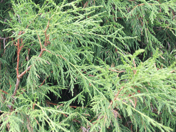 Juniperus flaccida