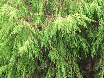 Juniperus flaccida