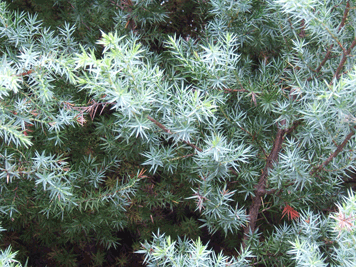 Juniperus macrocarpa