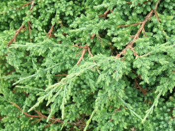 Juniperus procumbens