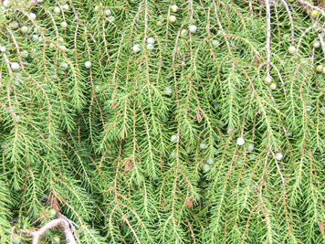 Juniperus rigida