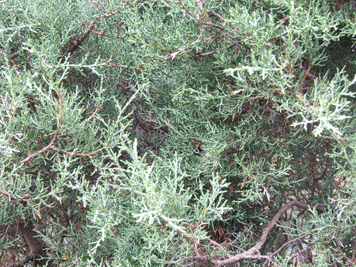 Juniperus scopulorum