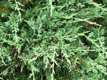 Juniperus squamata