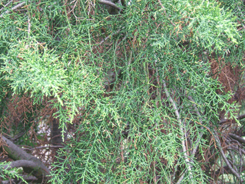 Lagarostrobus franklinii