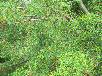 Lagarostrobus franklinii