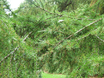 Larix gmelinii