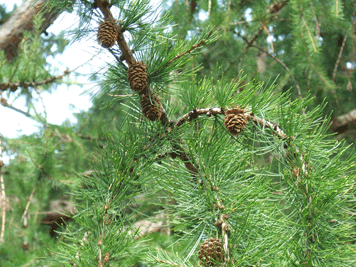 Larix occidentalis