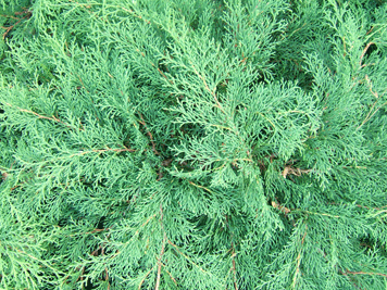 Microbiota decussata