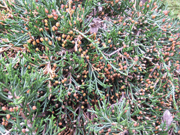 Microcachrys tetragona