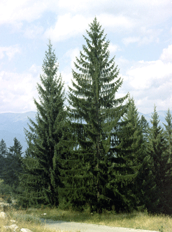 Picea abies