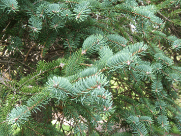 Picea asperata