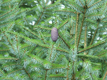 Picea brachytyla