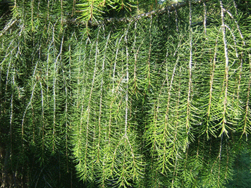 Picea breweriana
