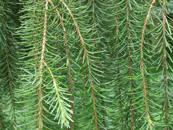 Picea breweriana