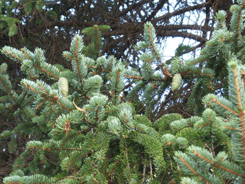 Picea koyamae