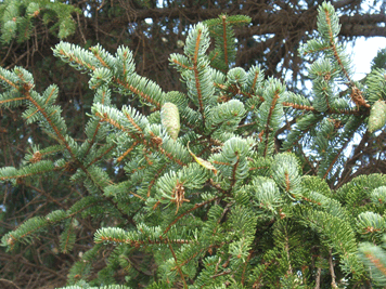 Picea koyamae