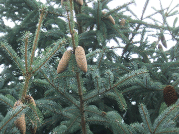 Picea likiangensis