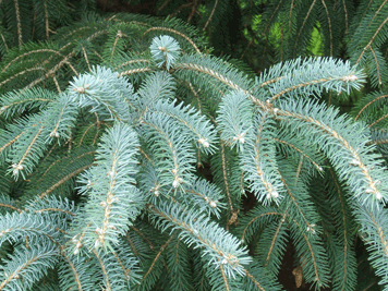 Picea likiangensis