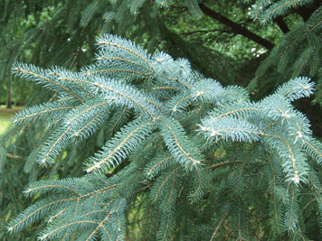 Picea likiangensis