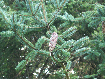 Picea likiangensis