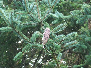 Picea likiangensis