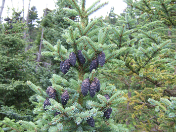 Picea mariana