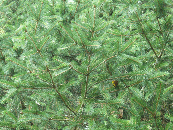 Picea schrenkiana