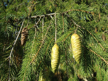 Picea smithiana