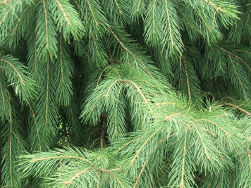 Picea smithiana