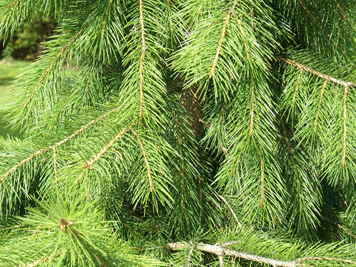 Picea smithiana